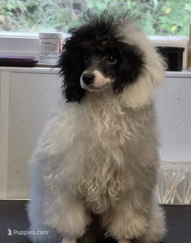 Buddy – Poodle - Toy  puppy for sale in Knox, PA
