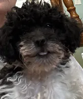Rosebud , a female Bichpoo for sale in Knox, PA – 3 of 6