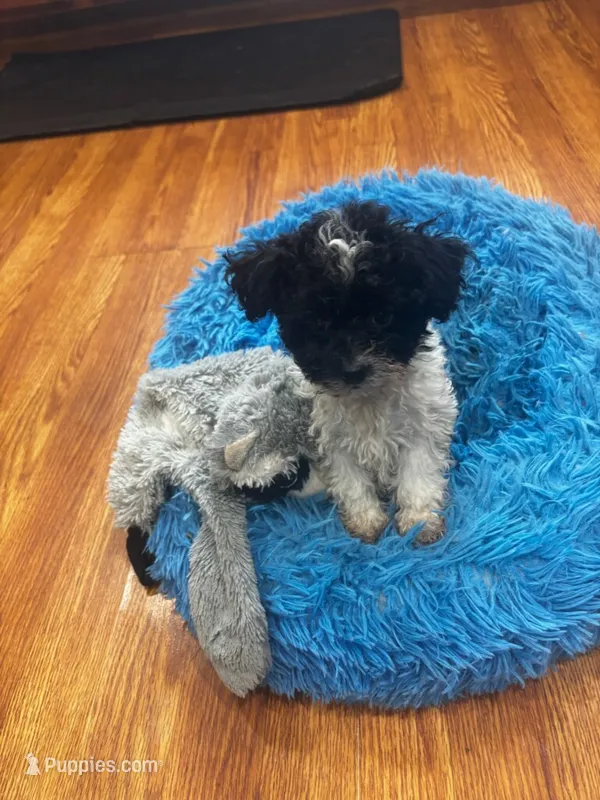 Carmia – Bichpoo puppy for sale in Knox, PA