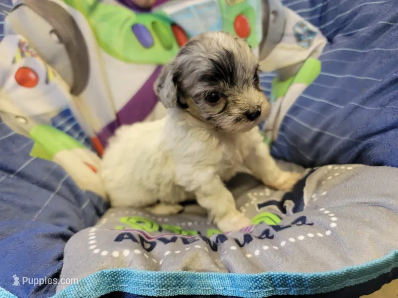 Sky – Shihpoo puppy for sale in Knox, PA