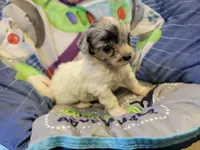 Sky, a female Shihpoo for sale in Knox, PA – 1 of 1