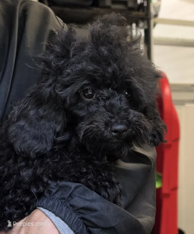Shadow – Poodle - Toy  puppy for sale in Knox, PA