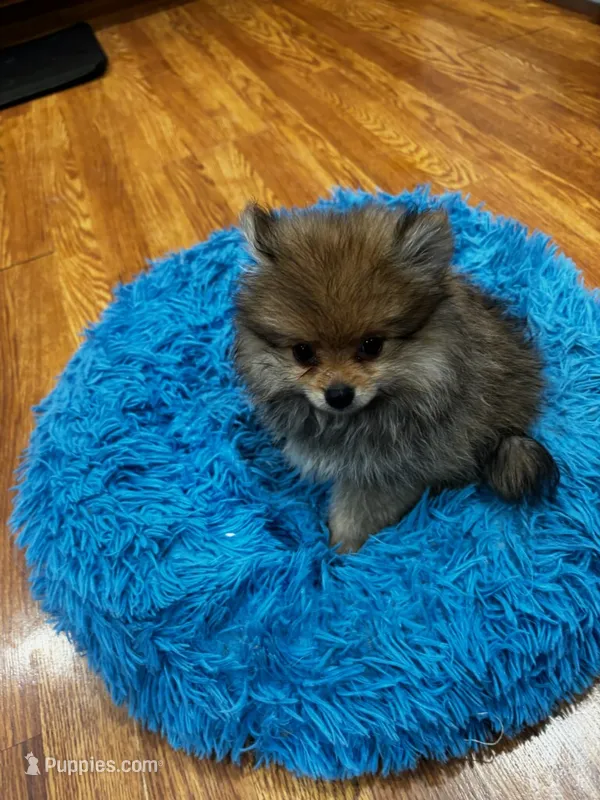 Bella – Pomeranian puppy for sale in Knox, PA