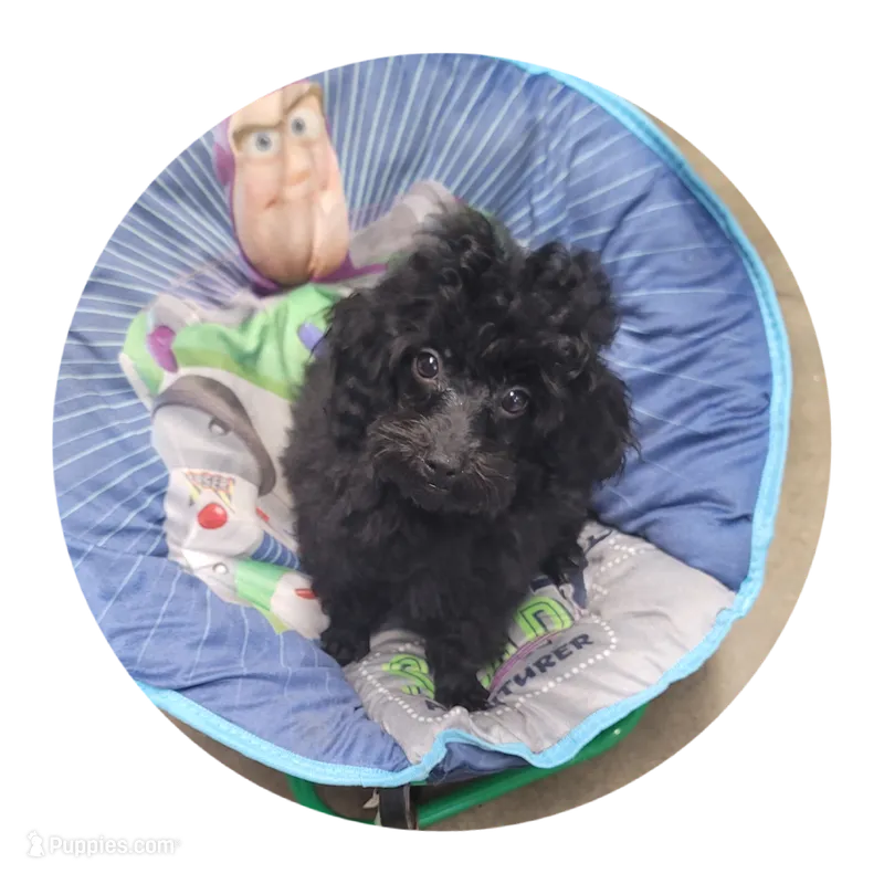 Shadow – Poodle - Toy  puppy for sale in Knox, PA