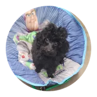 Shadow, a female Poodle - Toy  for sale in Knox, PA – 1 of 1
