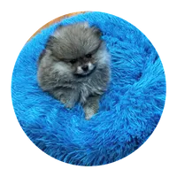 Tiffany, a female Pomeranian for sale in Knox, PA – 3 of 3
