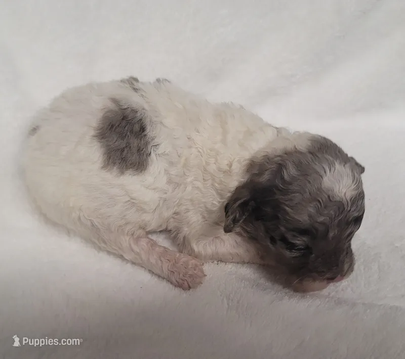 Patch, a male Shihpoo and Poodle - Toy  for sale in Knox, PA – 1 of 2