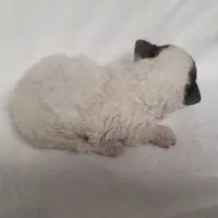 Slate, a male Shihpoo for sale in Knox, PA – 2 of 3