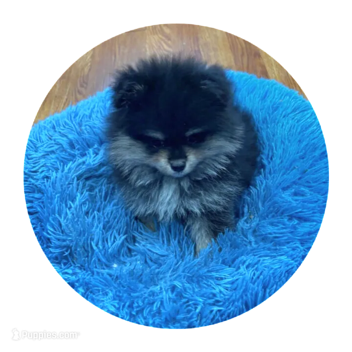 Snickers  – Pomeranian puppy for sale in Knox, PA