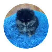Snickers , a male Pomeranian for sale in Knox, PA – 1 of 2