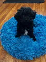 Bear, a male Bichpoo for sale in Knox, PA – 1 of 1