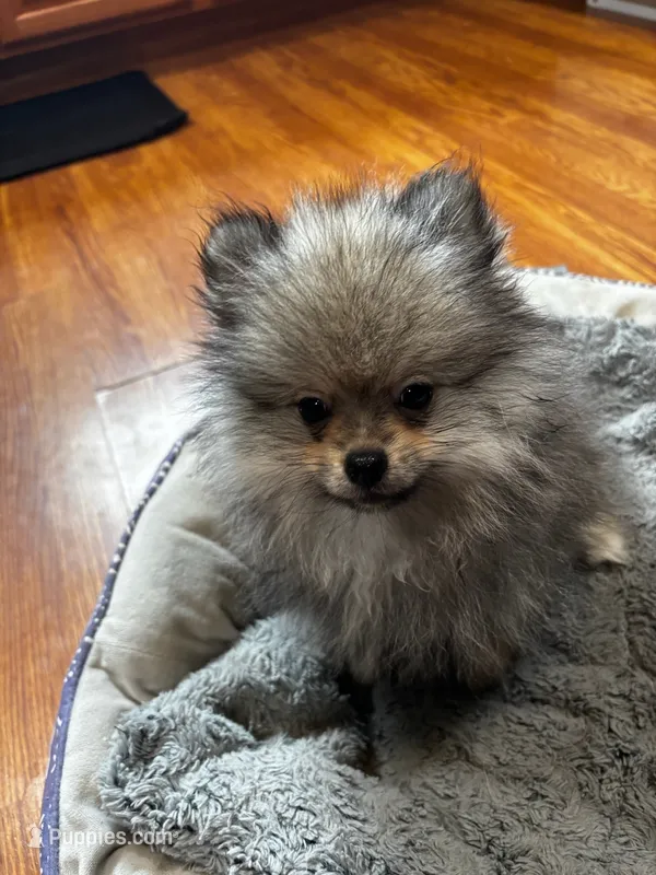 Rosebud  – Pomeranian puppy for sale in Knox, PA