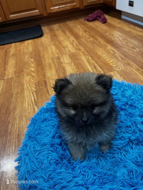 Lady – Pomeranian puppy for sale in Knox, PA