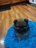 Lady, a female Pomeranian for sale in Knox, PA – 1 of 1