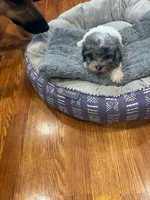 Patch, a male Shihpoo and Poodle - Toy  for sale in Knox, PA – 2 of 5