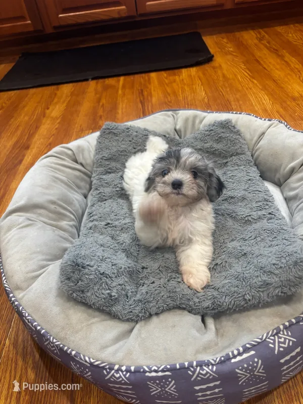 Sky – Shihpoo puppy for sale in Knox, PA