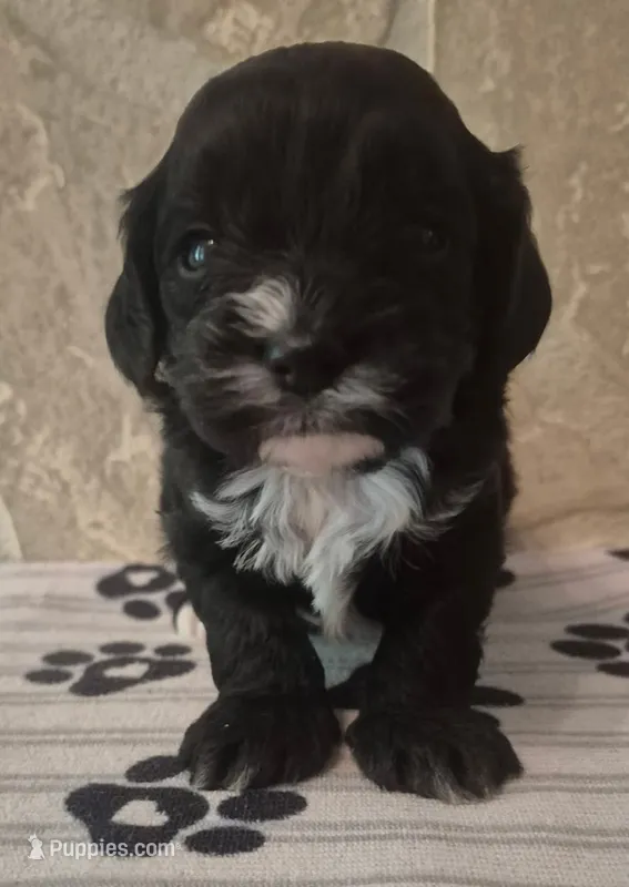 Bear – Cavapoo puppy for sale in Knox, PA