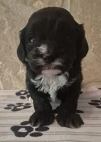 Bear, a male Cavapoo for sale in Knox, PA – 1 of 3