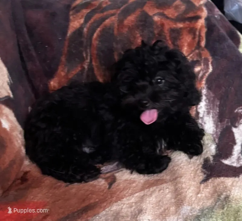 Bear – Yorkipoo puppy for sale in Knox, PA