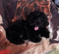 Bear, a male Yorkipoo for sale in Knox, PA – 1 of 2