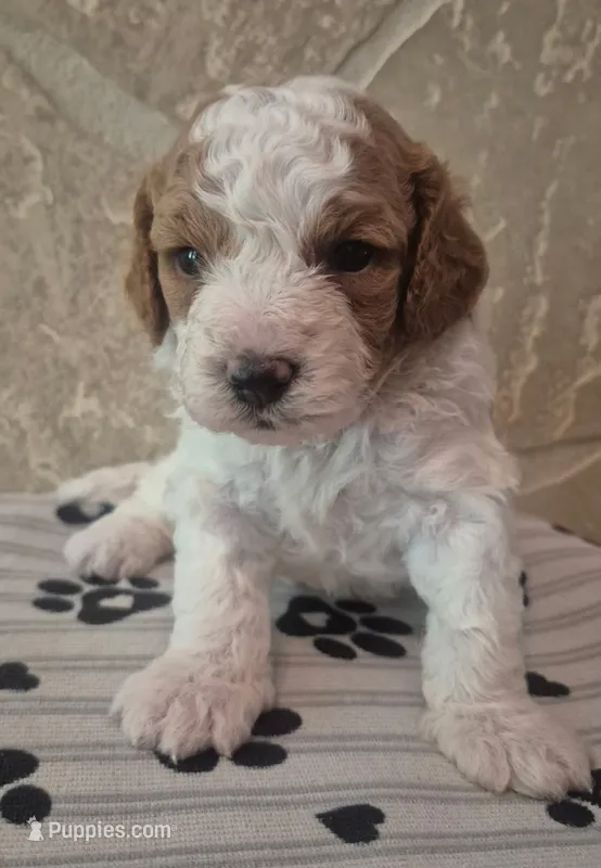 Baxter  – Cavapoo puppy for sale in Knox, PA