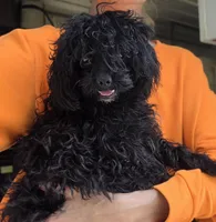 Abny, a female Poodle - Toy  for sale in Knox, PA – 1 of 1