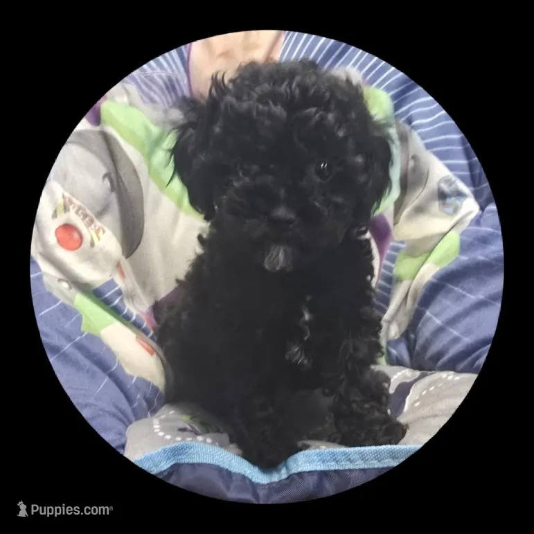 Beauty – Poodle - Toy  puppy for sale in Knox, PA