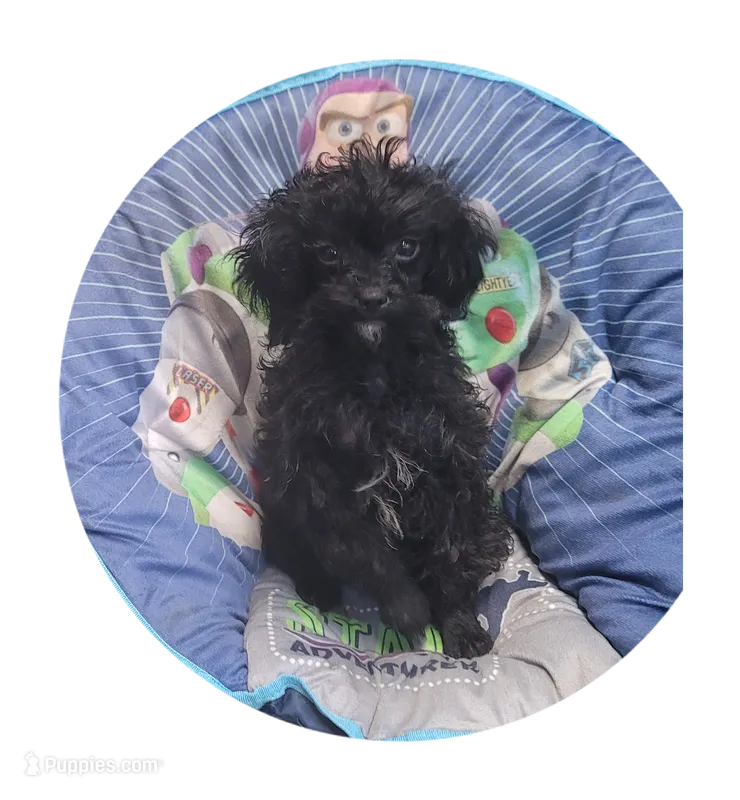 Beauty – Poodle - Toy  puppy for sale in Knox, PA