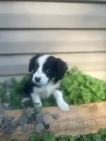 Chewie, a male Miniature Australian Shepherd for sale in Knox, PA – 2 of 3