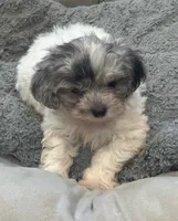 Sara, a female Yorkipoo and Poodle - Toy  for sale in Knox, PA – 1 of 1