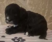 Bear, a male Cavapoo for sale in Knox, PA – 3 of 3