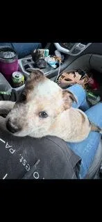 Zinnia, a female Border Collie for sale in Knox, PA – Photo 1 of 2