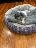 Patch, a male Shihpoo and Poodle - Toy  for sale in Knox, PA – 5 of 5