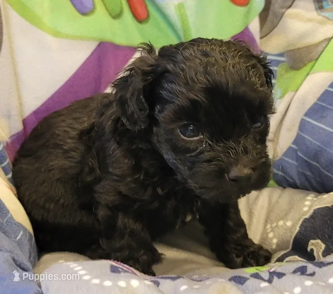 Buddy – Shihpoo puppy for sale in Knox, PA