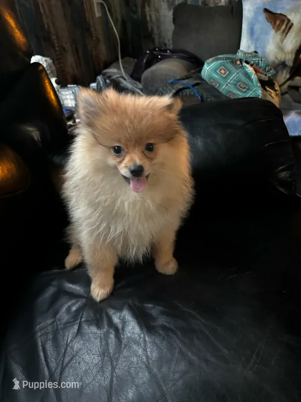 Jasper  – Pomeranian puppy for sale in Knox, PA