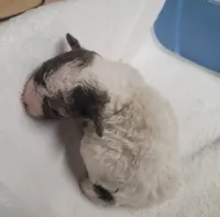 Slate, a male Shihpoo for sale in Knox, PA – 3 of 3