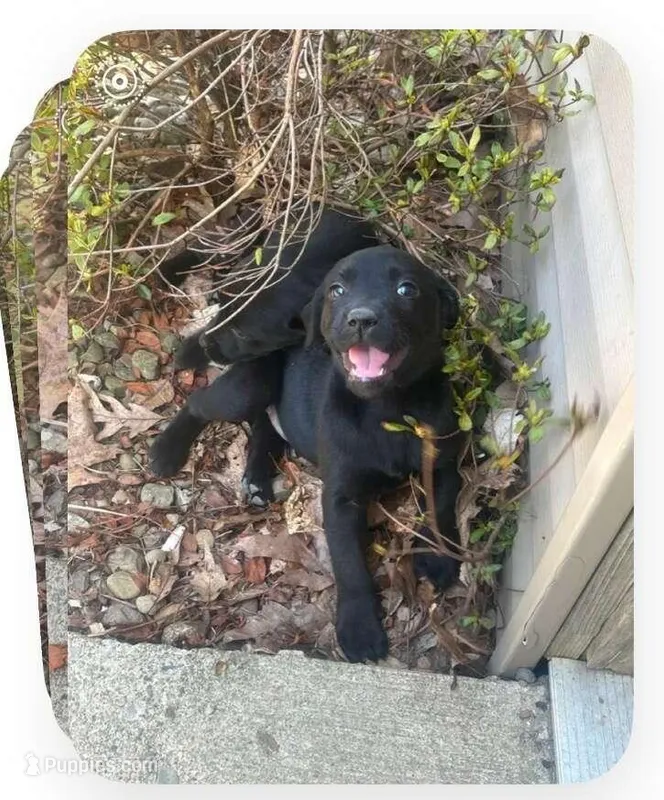 Raven – Goldador puppy for sale in Knox, PA