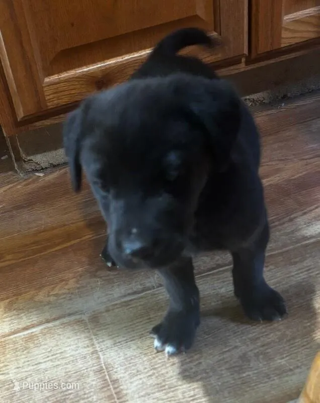 Bear – Goldador puppy for sale in Knox, PA