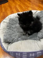 Baxter , a male Pomeranian for sale in Knox, PA – 2 of 2