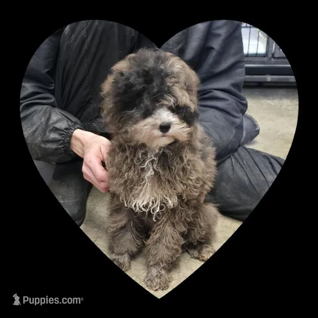 Cinder, a male Poodle - Toy  for sale in Knox, PA – Photo 1 of 1