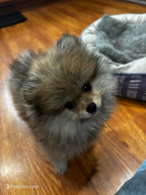 Tiffany – Pomeranian puppy for sale in Knox, PA