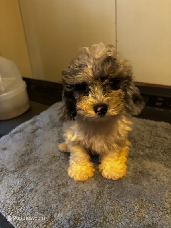 Dusty – Yorkipoo, Poodle - Toy  puppy for sale in Knox, PA