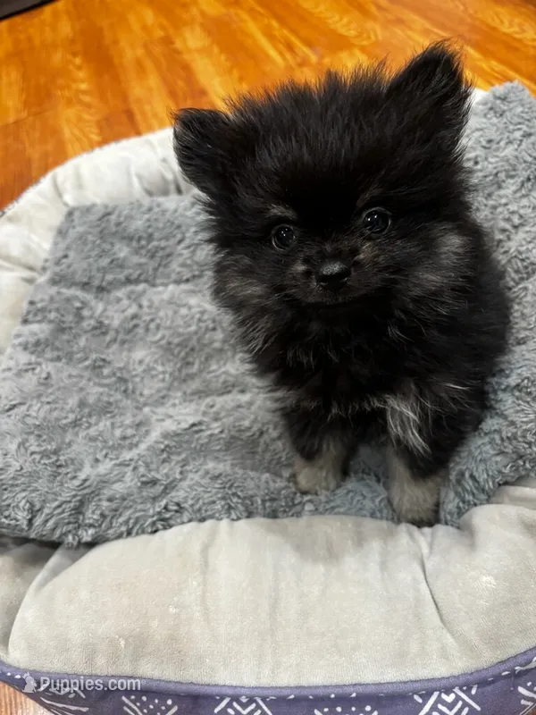 Baxter  – Pomeranian puppy for sale in Knox, PA