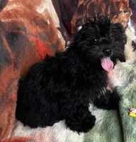 Bear, a male Yorkipoo for sale in Knox, PA – 2 of 2