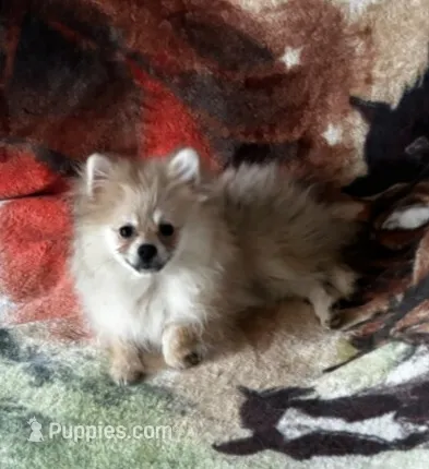 Cooper – Pomeranian puppy for sale in Knox, PA