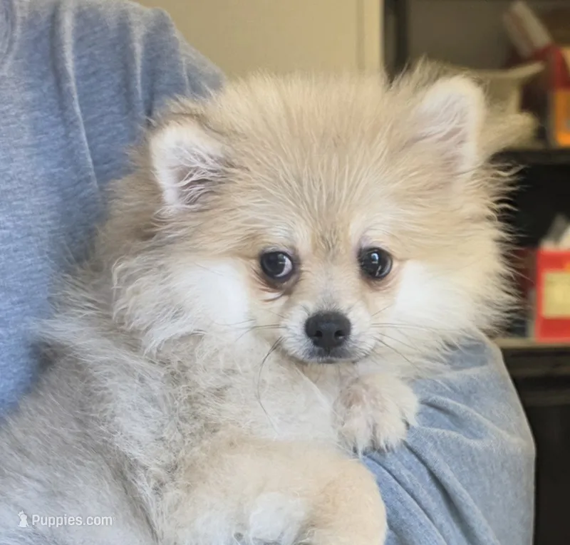 Cooper – Pomeranian puppy for sale in Knox, PA