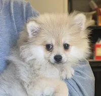 Cooper, a male Pomeranian for sale in Knox, PA – 1 of 2