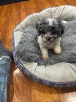 Patch, a male Shihpoo and Poodle - Toy  for sale in Knox, PA – 4 of 5