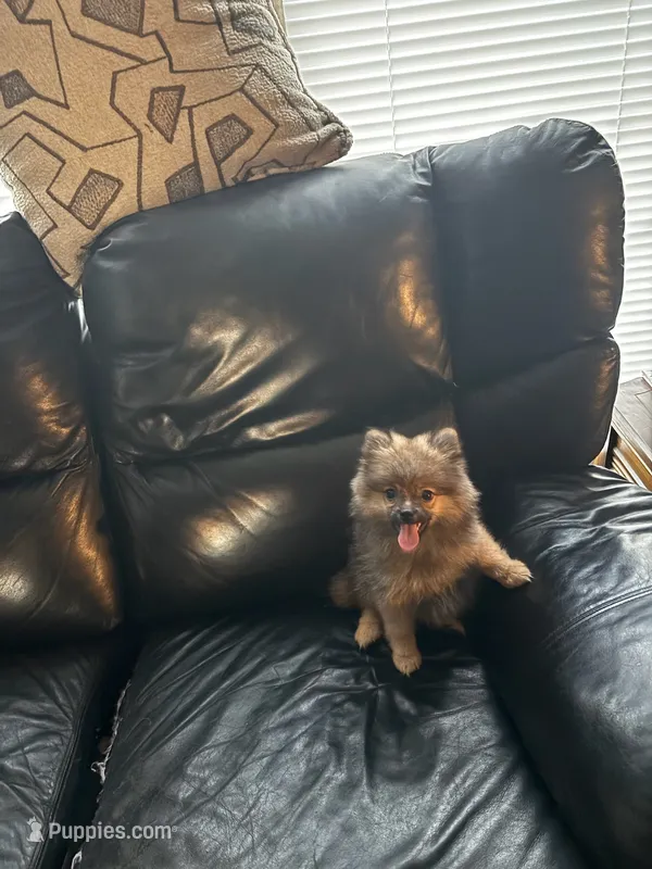 Lady – Pomeranian puppy for sale in Knox, PA