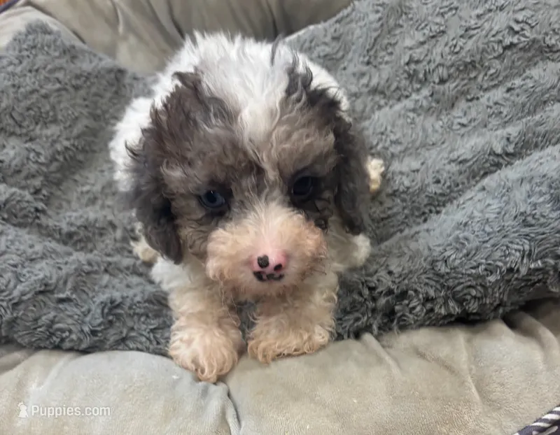 Charlie  – Yorkipoo puppy for sale in Knox, PA